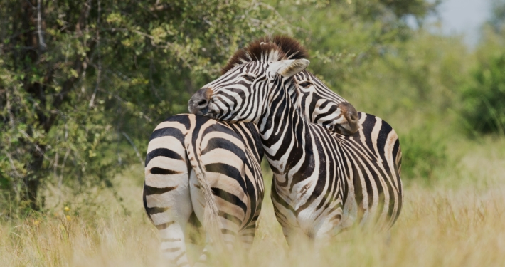 Zebras im Krüger Nationalpark