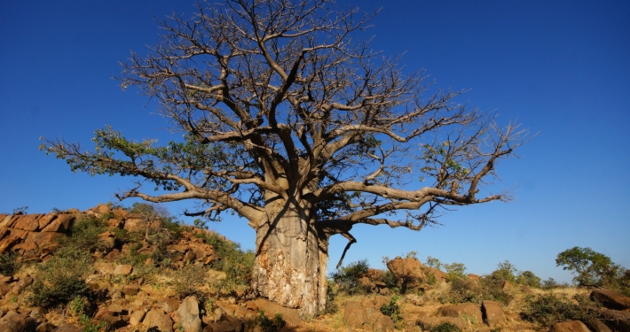 Baobab in Botswana