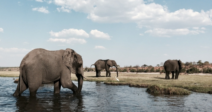 Elefanten am Chobe River