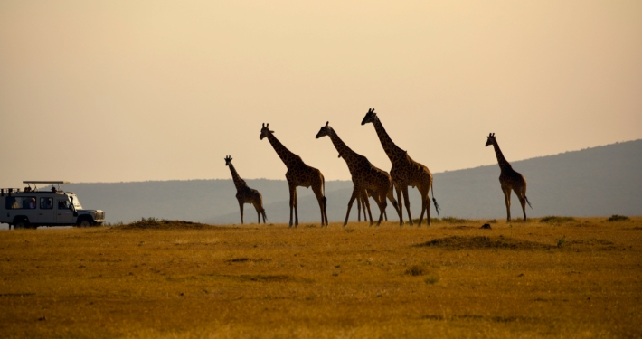 Giraffen in der Serengeti