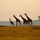 Giraffen in der Serengeti