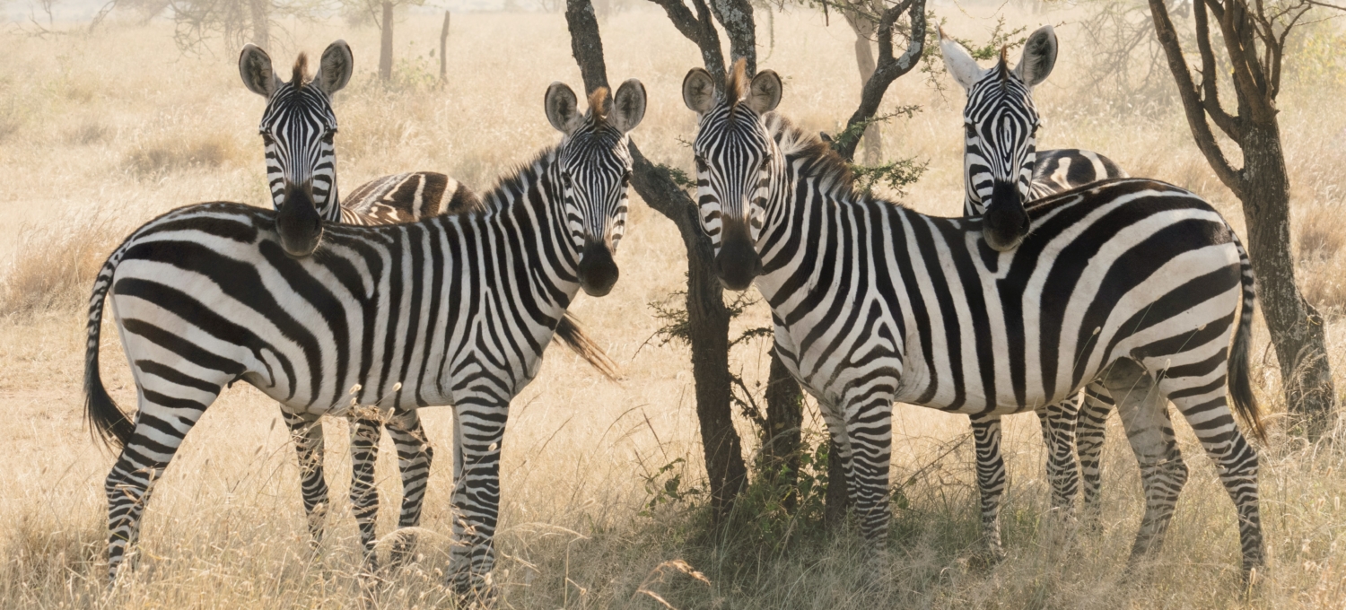 Zebras Tansania Safari Zebras schauen