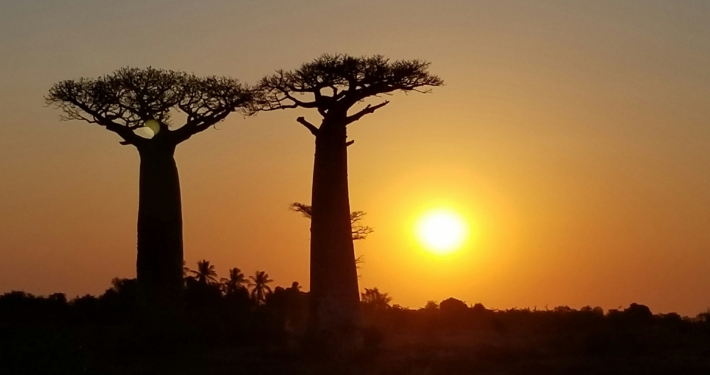 Baobabs auf Madagaskar