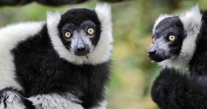 Indri Lemuren in Madagaskar