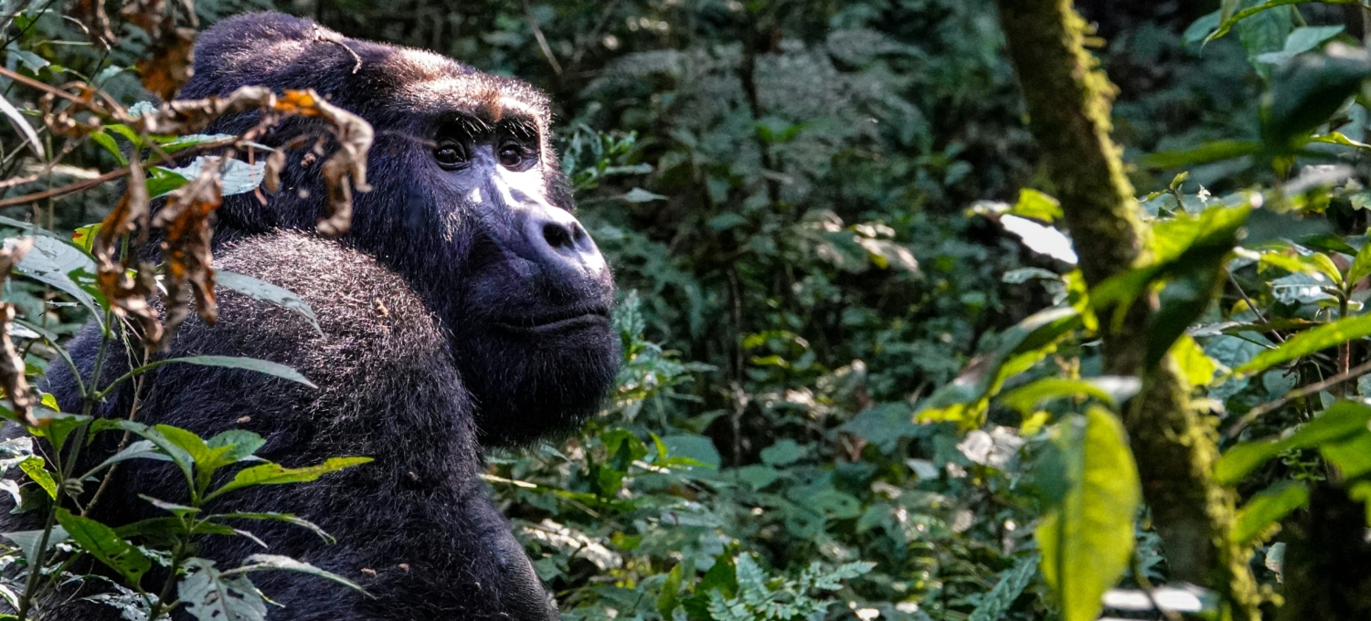 Gorilla Reise Uganda