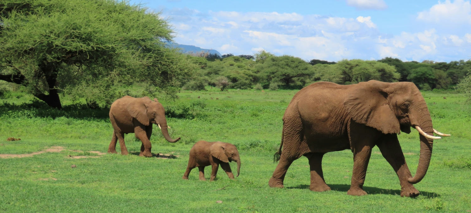 elefanten in tansania Eelefanten im Serengeti Nationalpark