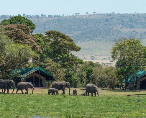 Elefanten im Safari-Camp