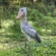 Schuhschnabel in Uganda