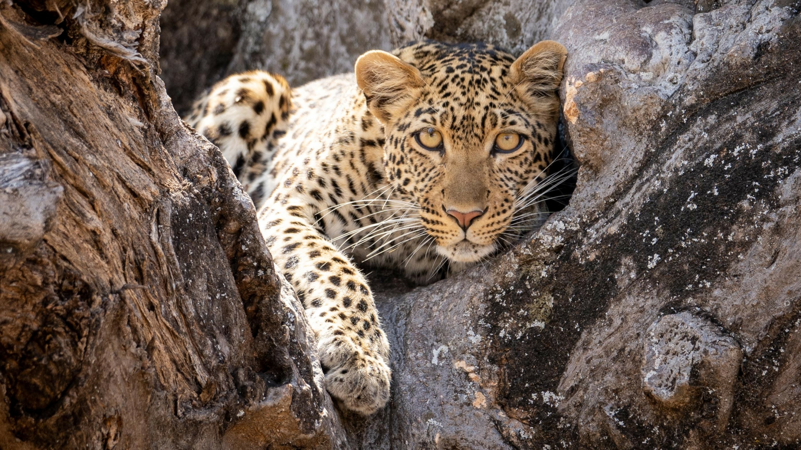 Leopard Ruaha header