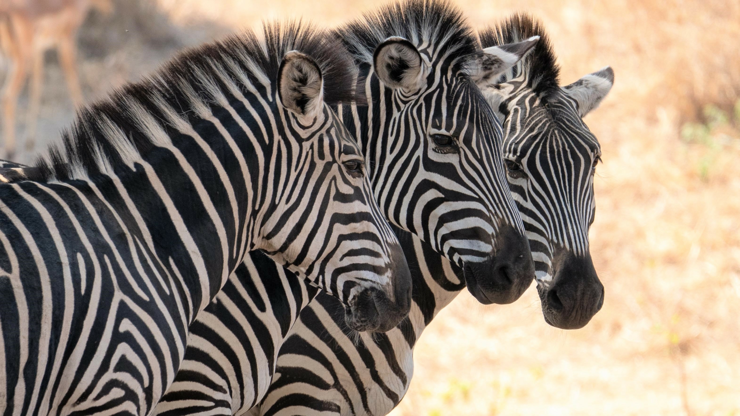 Zebras Ruaha header