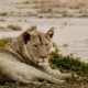Löwe im Amboseli