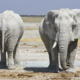 Etosha Elefanten Namibia