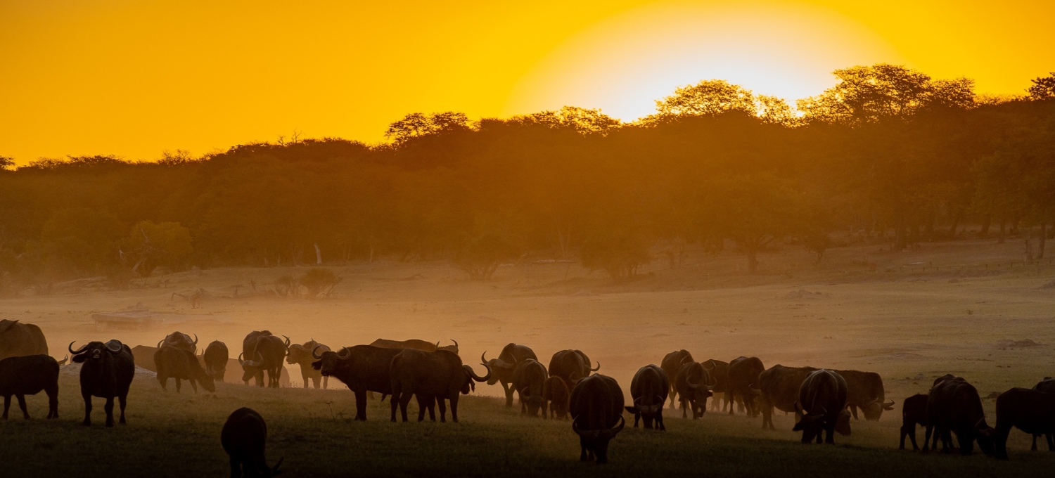 Hwange Nationalpark Simbabwe