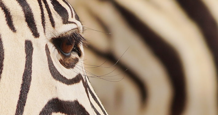 Zebra im Etosha Namibia