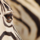 Zebra im Etosha Namibia