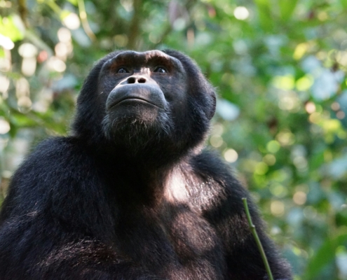 neuigkeiten uganda reise