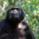 neuigkeiten uganda reise