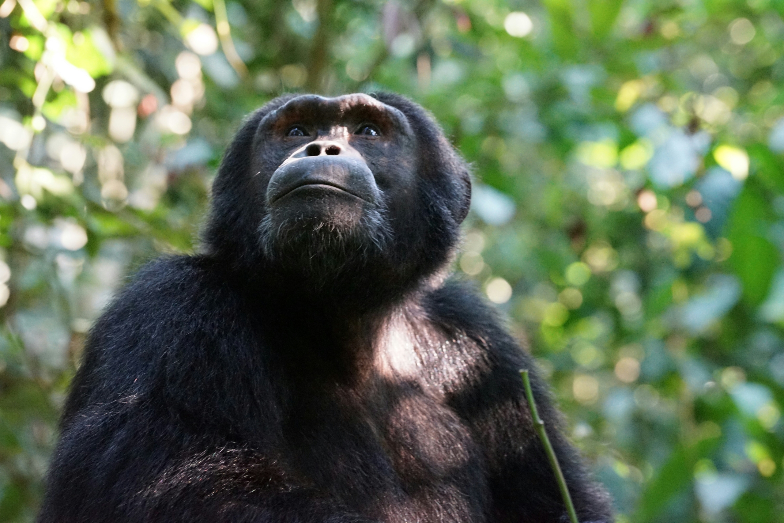 neuigkeiten uganda reise
