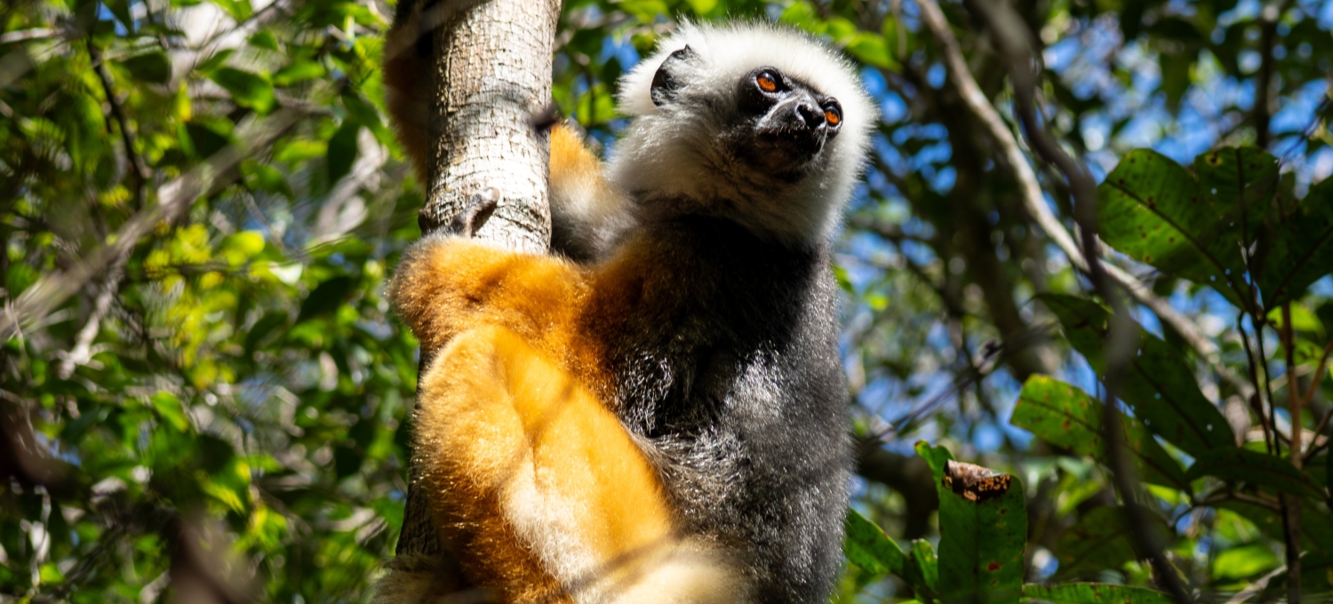 Diadem Sifaka Madagaskar Reise Andasibe
