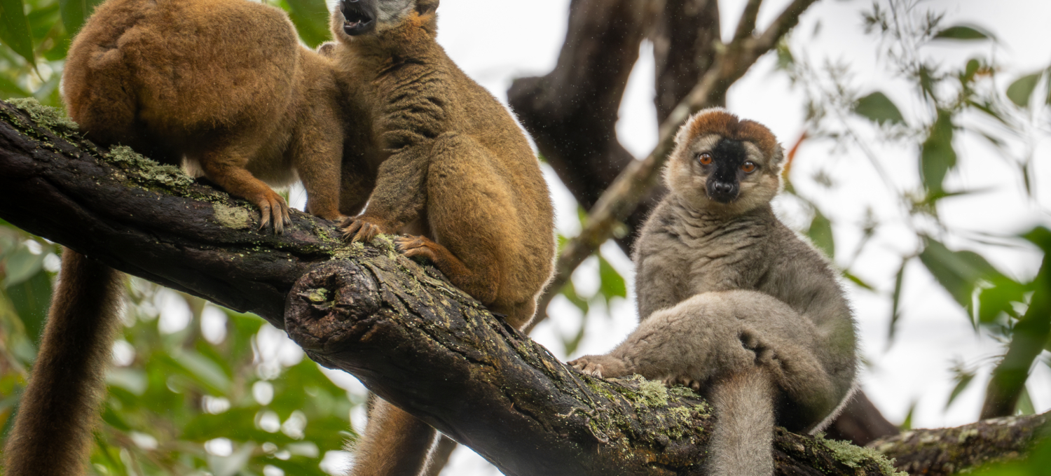 braune Lemuren Lemuren Ranomafana Nationalpark Madagaskar