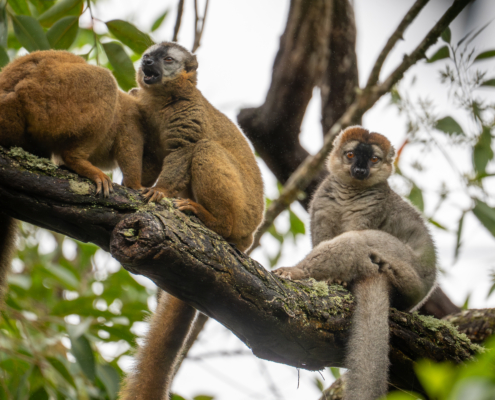Lemuren Ranomafana Nationalpark Madagaskar