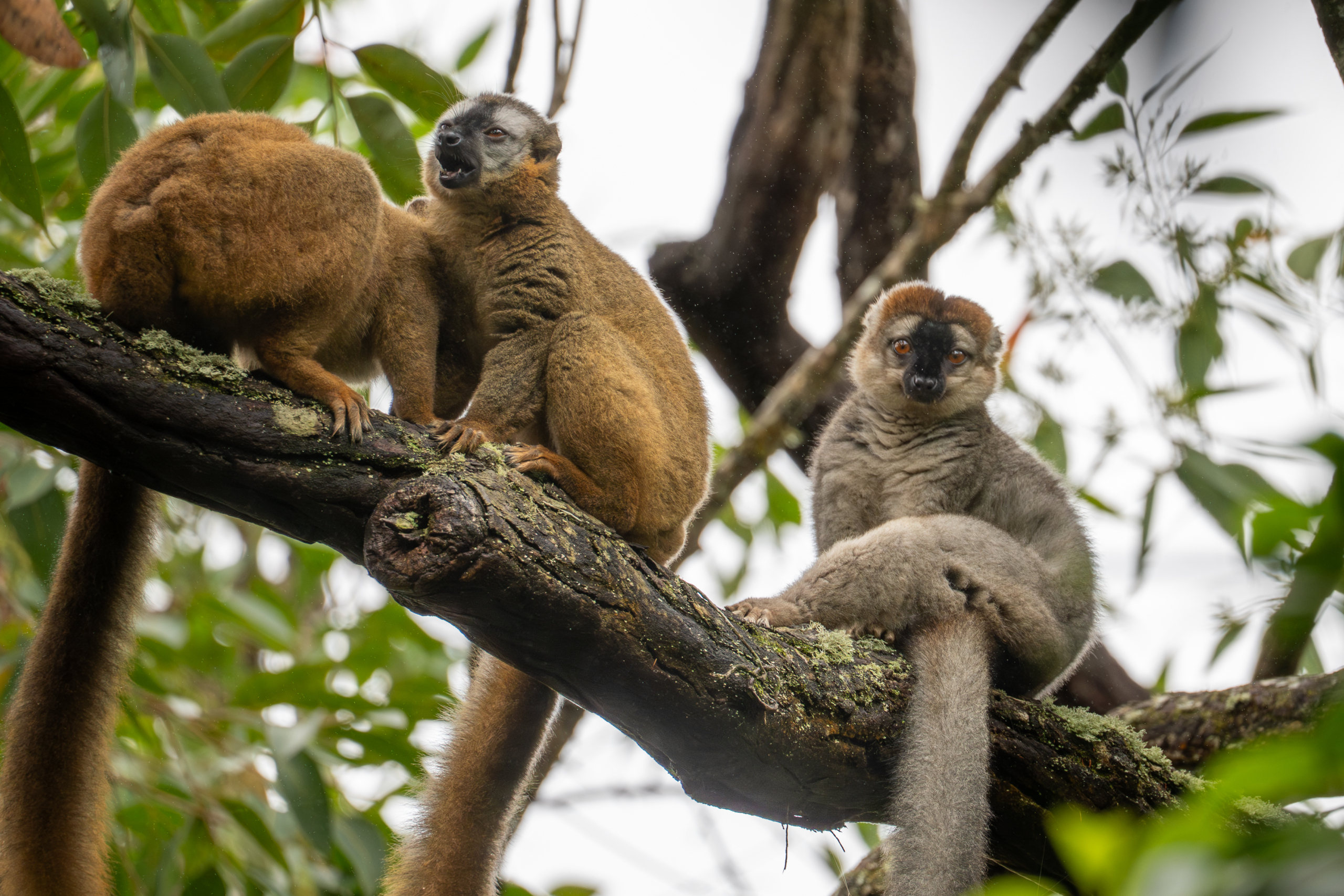 Lemuren Ranomafana Nationalpark Madagaskar